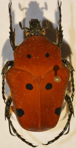 Doryscelis calcarata